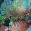 Picture taken during the dive
