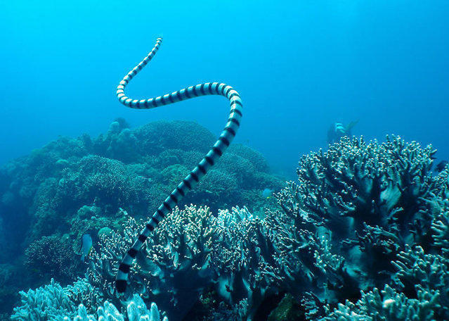 Sea Explorers-Dauin - Dive Center