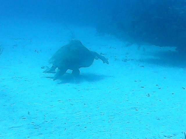 Viva Diving - Dive Center