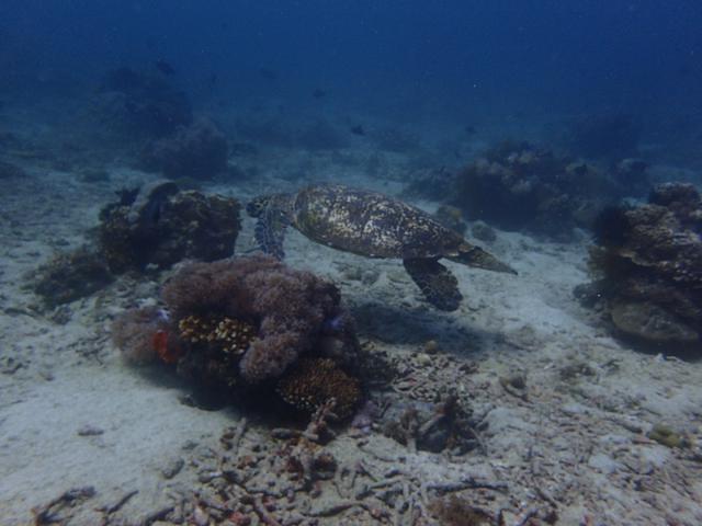 Divenet Philippines - Dive Center in Philippines