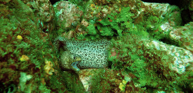 Pierre Ferron Diving - Dive instructor in Ecuador