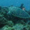 Picture taken during the dive