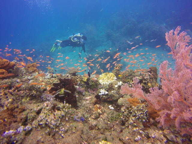 Selang Resort - Dive Center in Indonesia