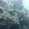 Picture taken during the dive