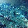 Picture taken during the dive