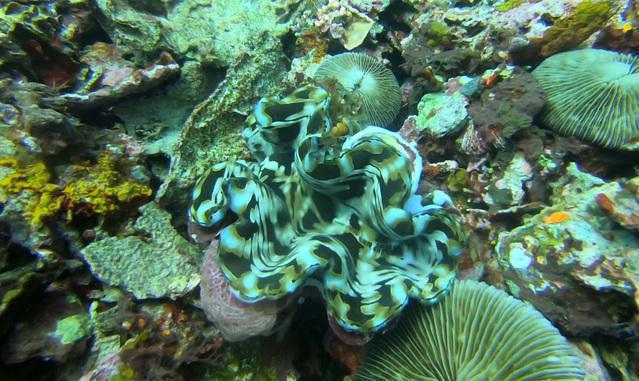 Gili Divers - Dive Center in Indonesia