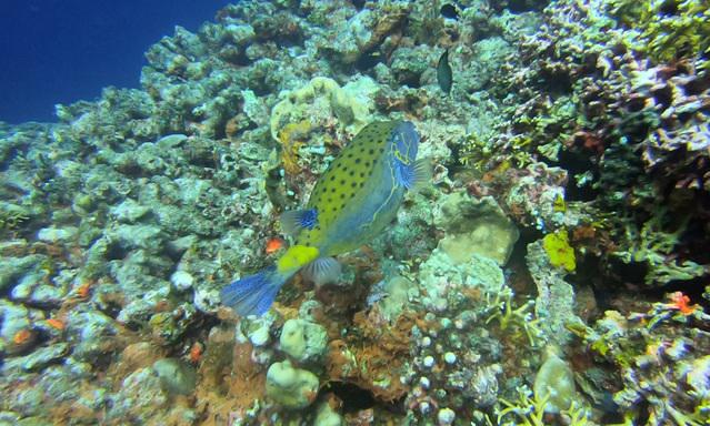 Gili Divers - Dive Center in Indonesia
