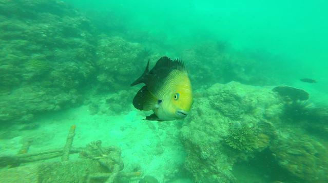 Diving in Thailand, Koh Samet - By Marco