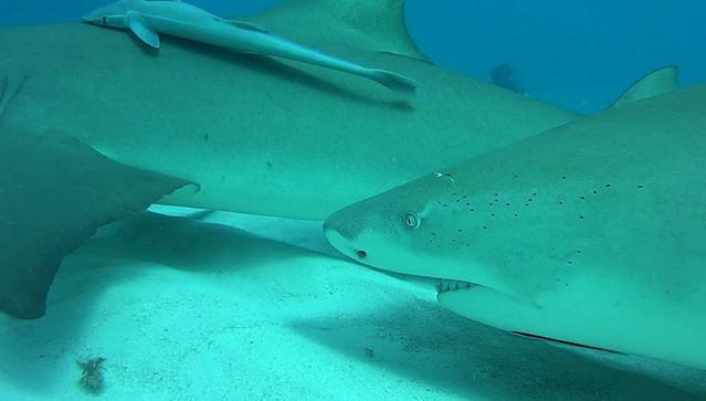 Diving in Bahamas, Grand Bahama - By Regis2