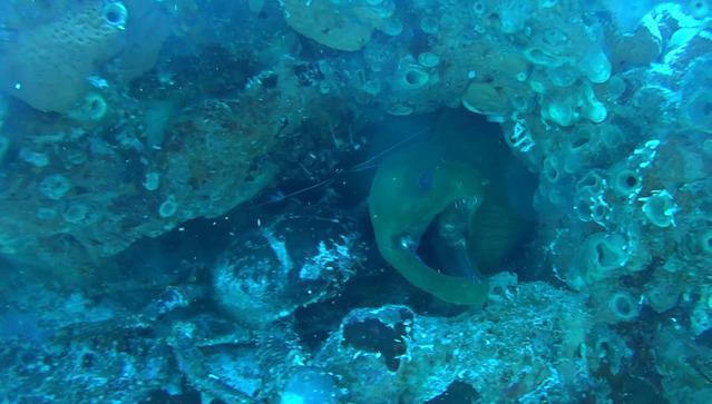 Pepe Dive Center - Dive Center in Mexico