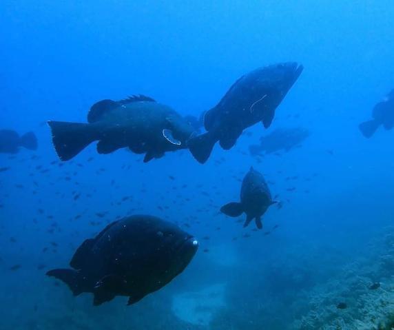 Scuba-Elx - Dive Center in Spain