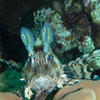 Picture taken during the dive