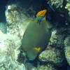 Picture taken during the dive