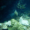 Picture taken during the dive