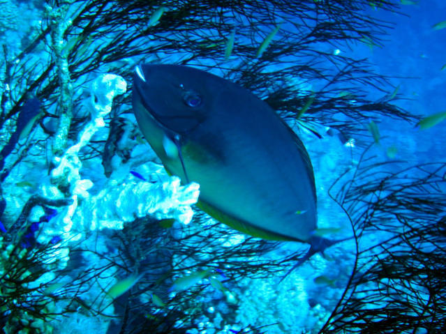 Sharks Bay Umbi Diving Village - Dive Center in Egypt