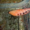 Picture taken during the dive