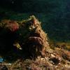 Picture taken during the dive