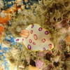 Picture taken during the dive