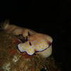 Picture taken during the dive