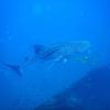 Picture taken during the dive