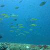 Picture taken during the dive