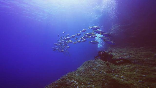 NISOS BENIDORM DIVE CENTRE - Dive Center in Spain