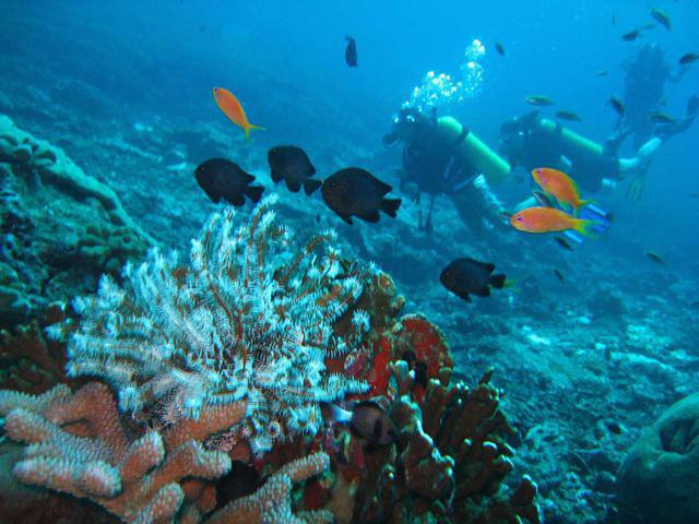 Bamboo Reef - Dive Center in United States