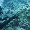 Picture taken during the dive