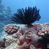 Picture taken during the dive
