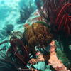 Picture taken during the dive