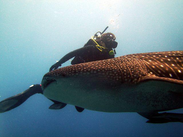 Southern Cross (lob) - Liveaboard in Maldives