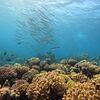 Picture taken during the dive