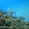 Picture taken during the dive