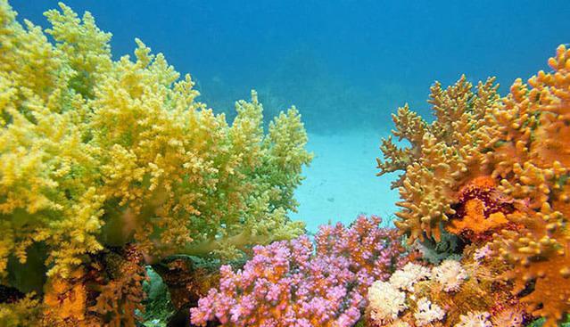 Taino Divers - Dive Center in Puerto Rico