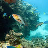 Picture taken during the dive