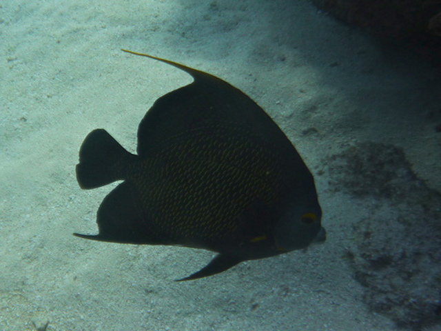 South Beach Divers - Dive Center in United States