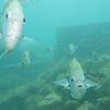 Picture taken during the dive