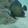 Picture taken during the dive