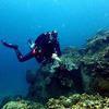Picture taken during the dive