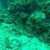 Picture taken during the dive
