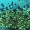 Picture taken during the dive