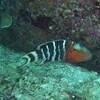 Picture taken during the dive