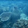 Picture taken during the dive