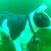 Picture taken during the dive