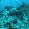 Picture taken during the dive