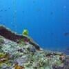 Picture taken during the dive