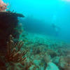 Picture taken during the dive