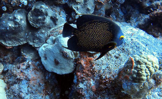 Buddy Dive - Dive Center in Netherlands Antilles