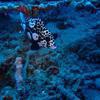 Picture taken during the dive