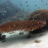 Picture taken during the dive